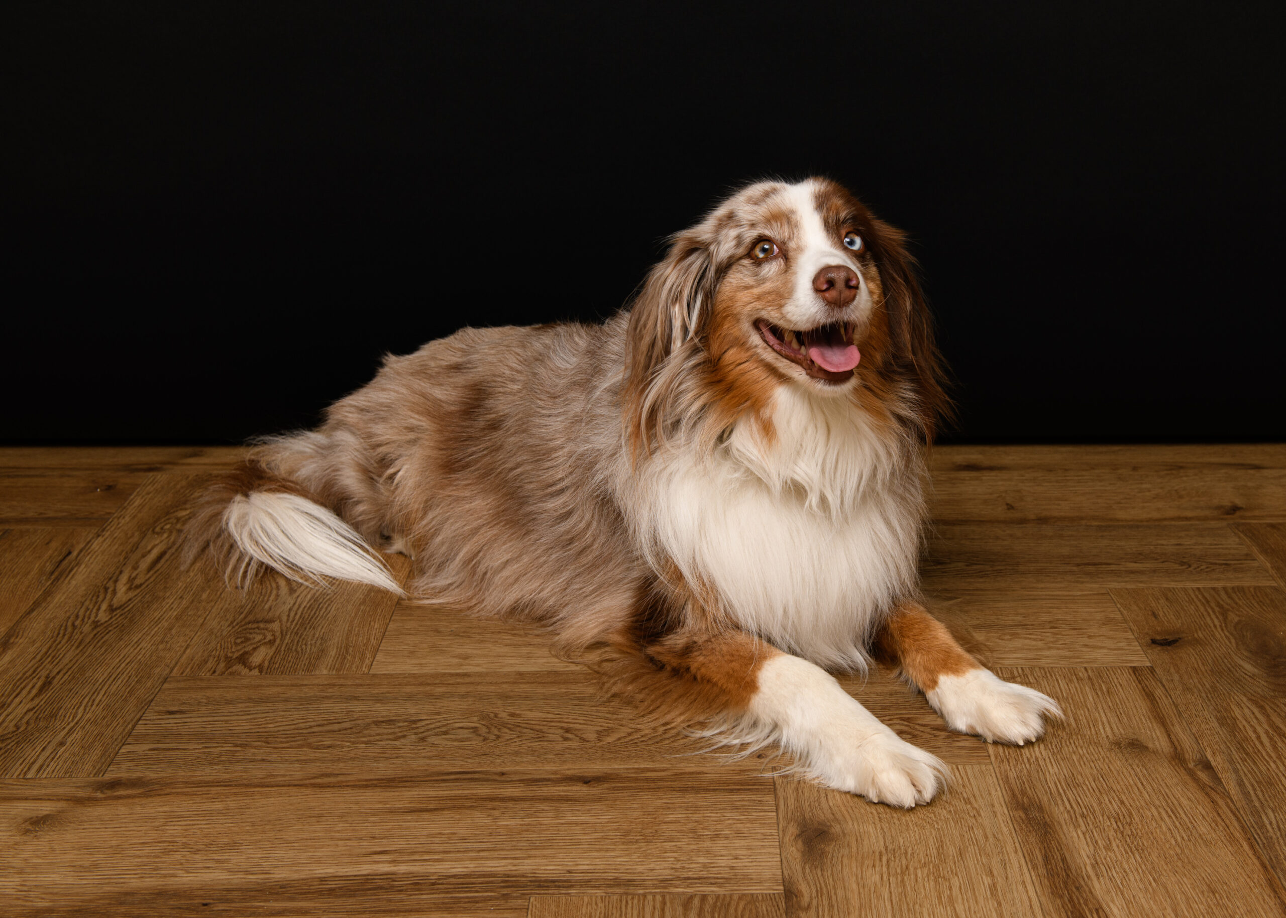 Praxishund Finn, der Mini Australian Shepherd der Zahnarztpraxis Rampf